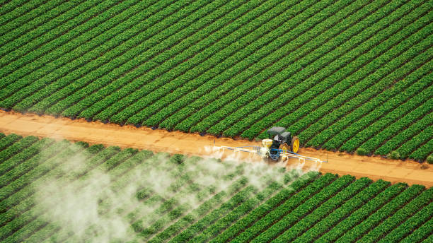 Best Termite Control Services  in Milton, WA