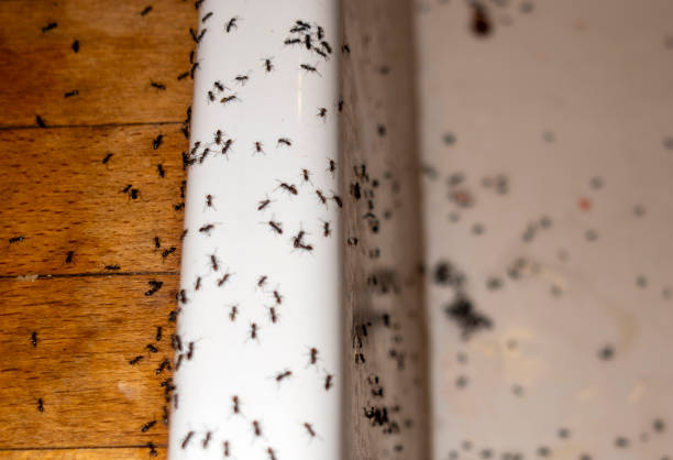 Best Emergency Pest Control  in Milton, WA